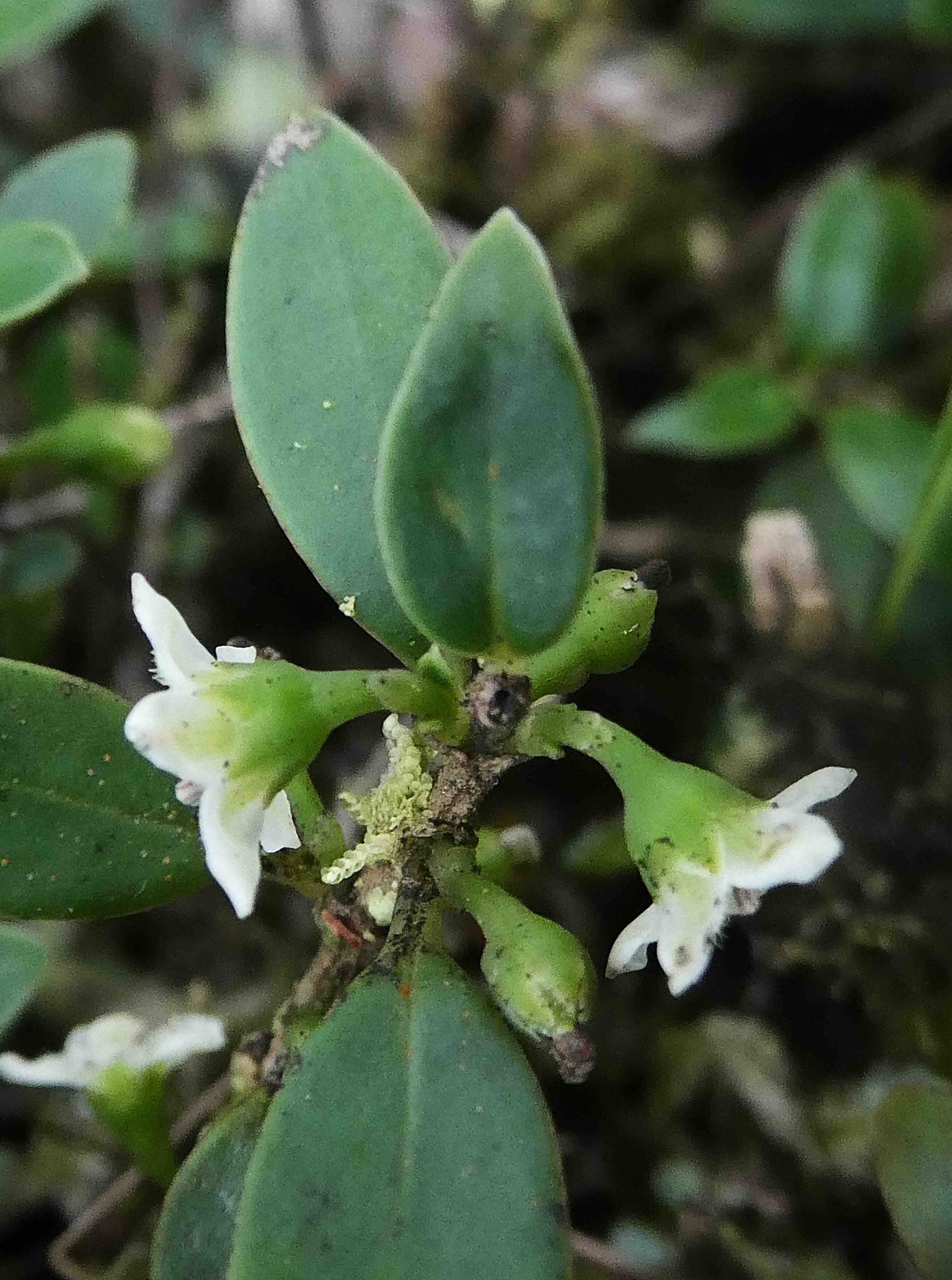 Geniostoma pedunculatum 