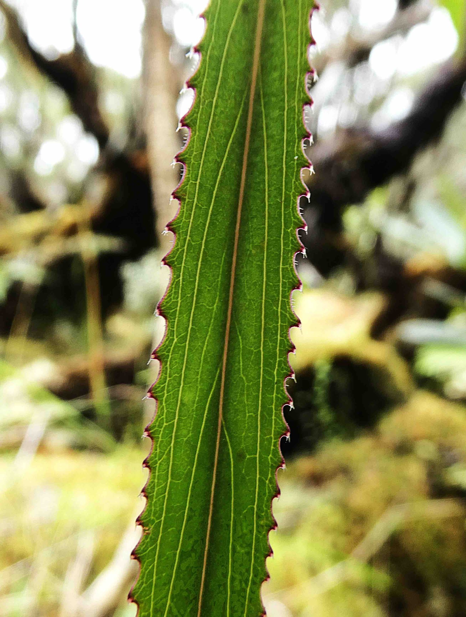Heterochaenia ensifolia