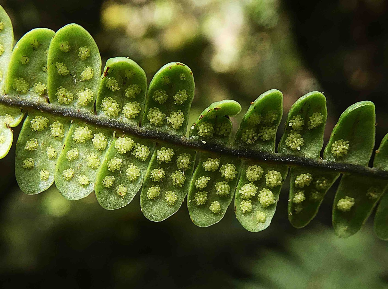 Melpomene flabelliformis