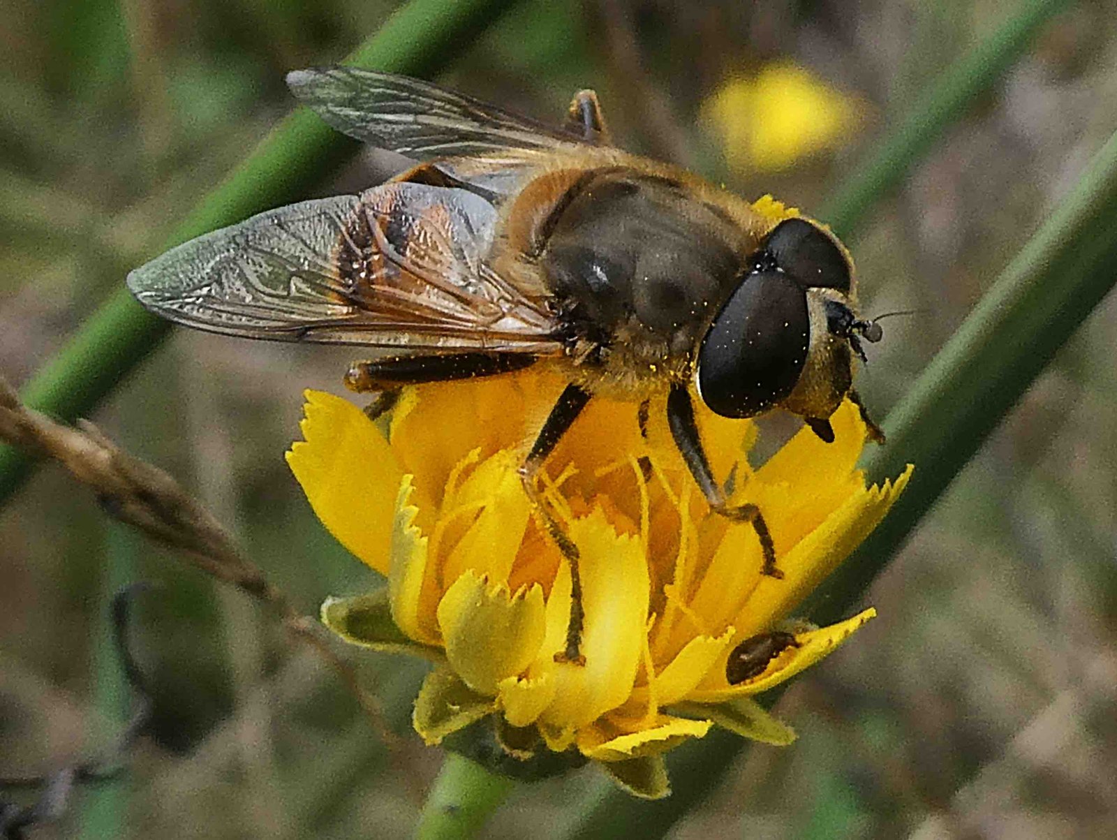 Syrphe sur Hypocaeris radicata 