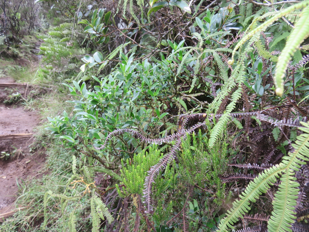 14. Geniostoma pedunculatum Petit bois de rat Loganiaceae ENDEMIQUE LA REUNION, MAURICE                           