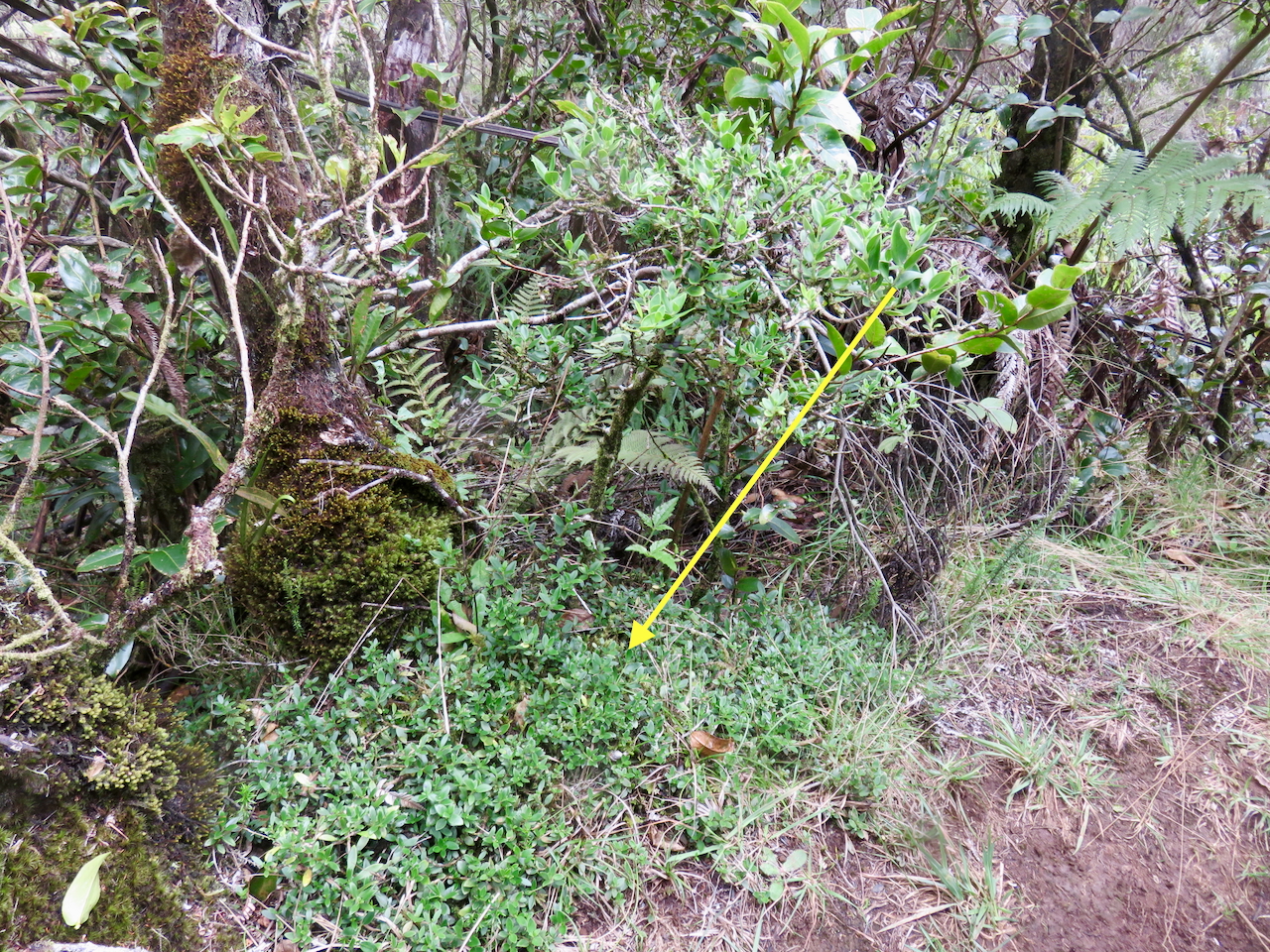 15. À terre Geniostoma pedunculatum Petit bois de rat Loganiaceae ENDEMIQUE LA REUNION, MAURICE                      