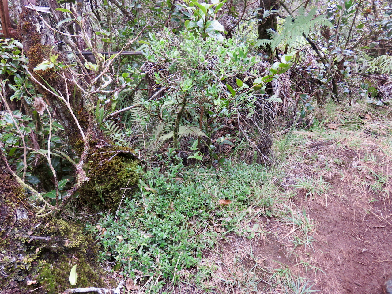 16. Geniostoma pedunculatum Petit bois de rat Loganiaceae ENDEMIQUE LA REUNION, MAURICE