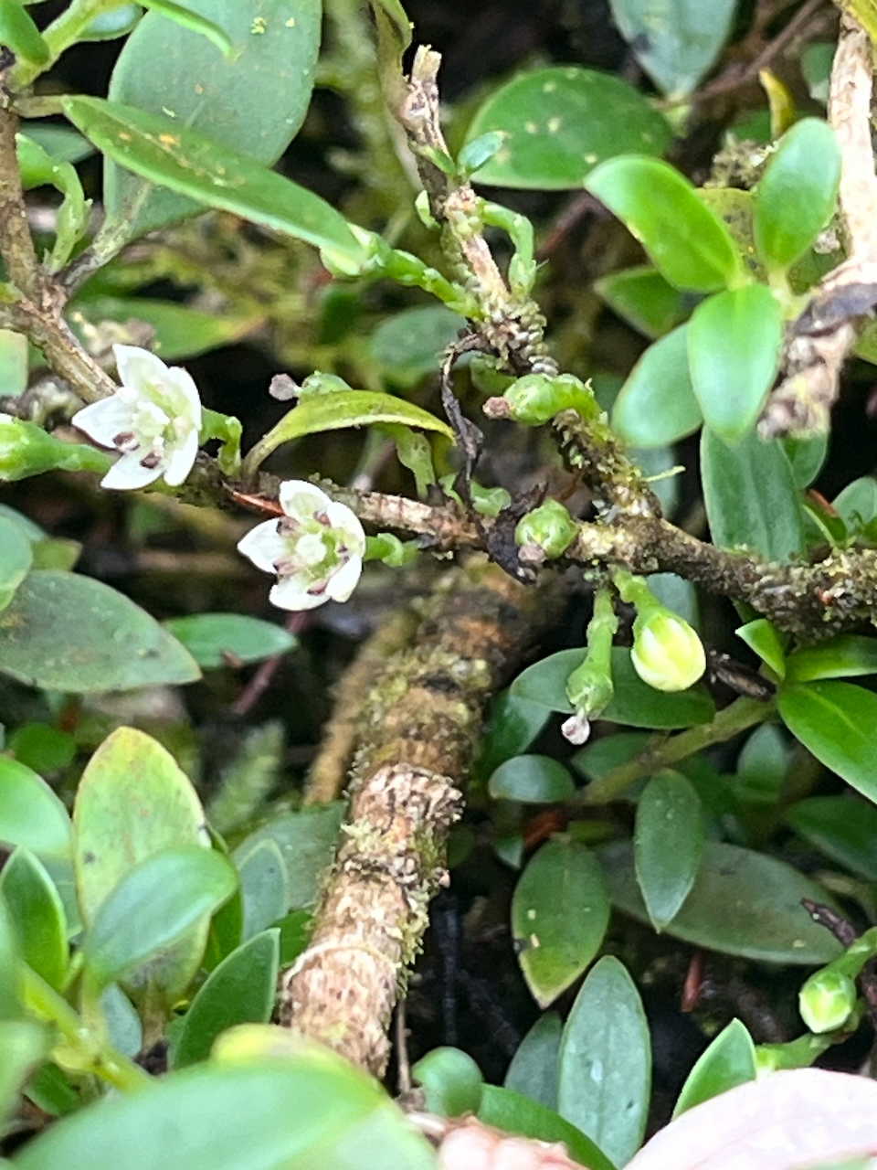 17. Fleurs de Geniostoma pedunculatum Petit bois de rat Loganiaceae ENDEMIQUE LA REUNION, MAURICE