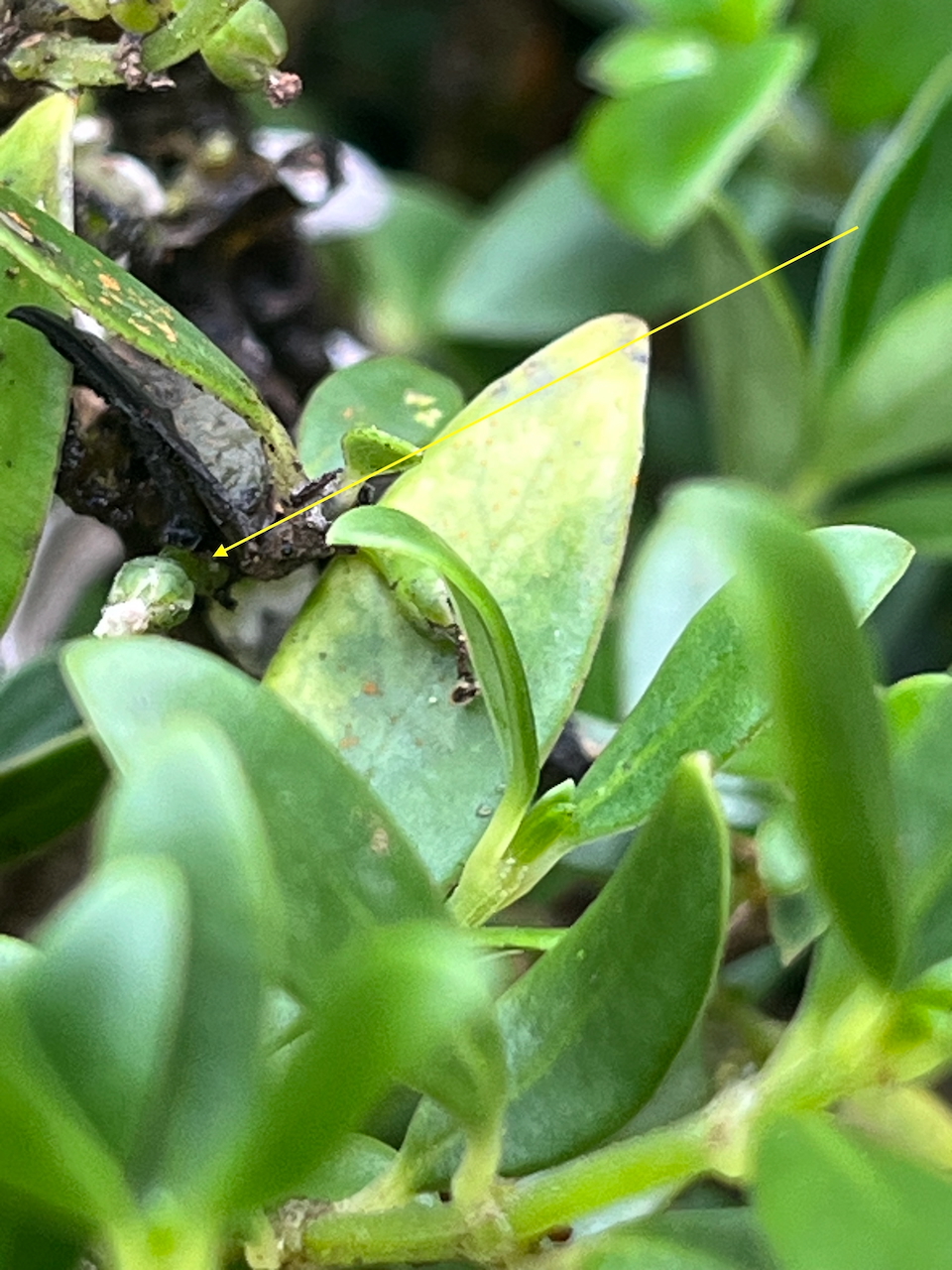 19. Fruit en formation de  de Geniostoma pedunculatum Petit bois de rat Loganiaceae ENDEMIQUE LA REUNION, MAURICE.