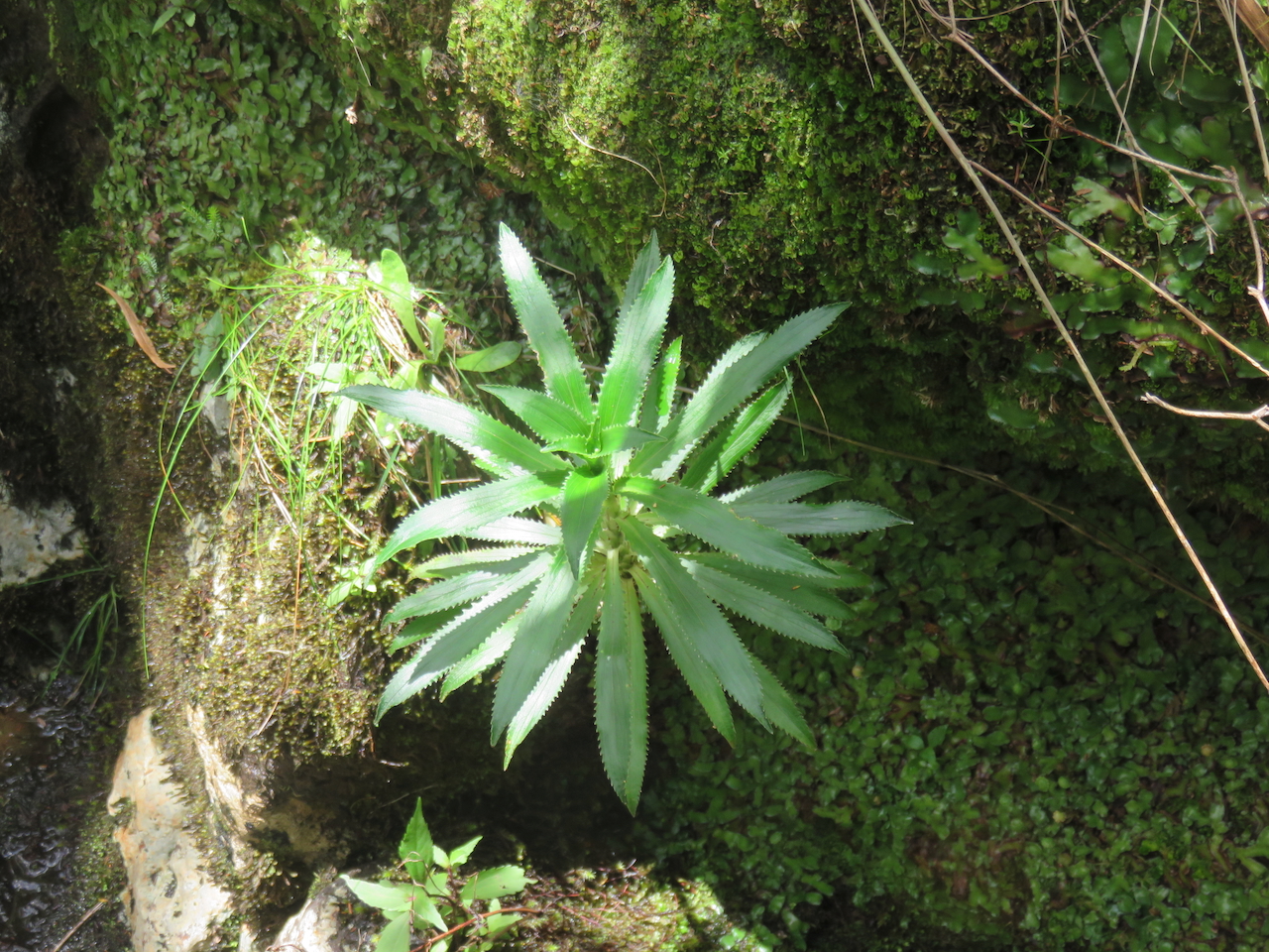 21. Heterochaenia ensifolia Campanulaceae ENDEMIQUE LA REUNION                