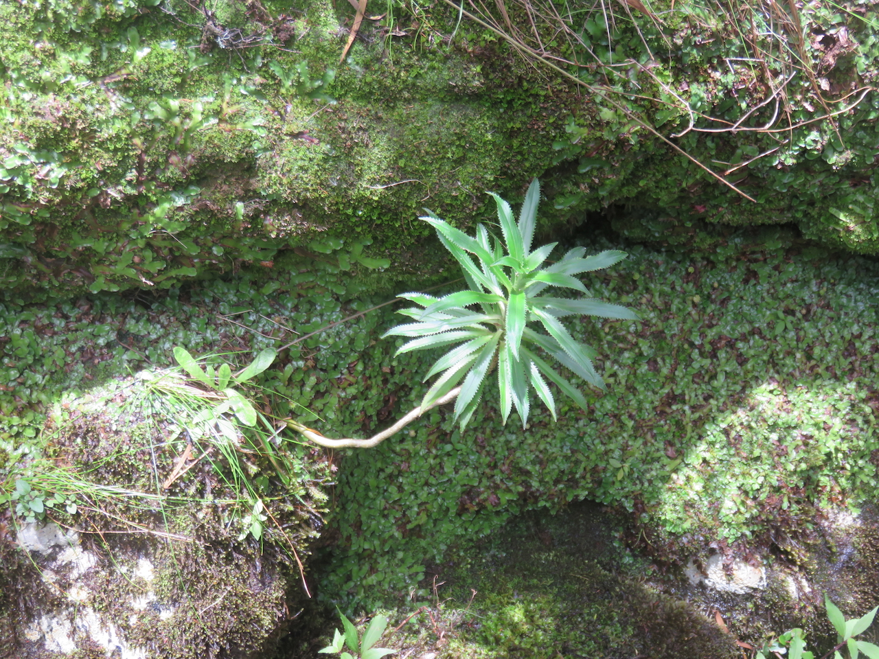 22. Heterochaenia ensifolia Campanulaceae ENDEMIQUE LA REUNION.j                              