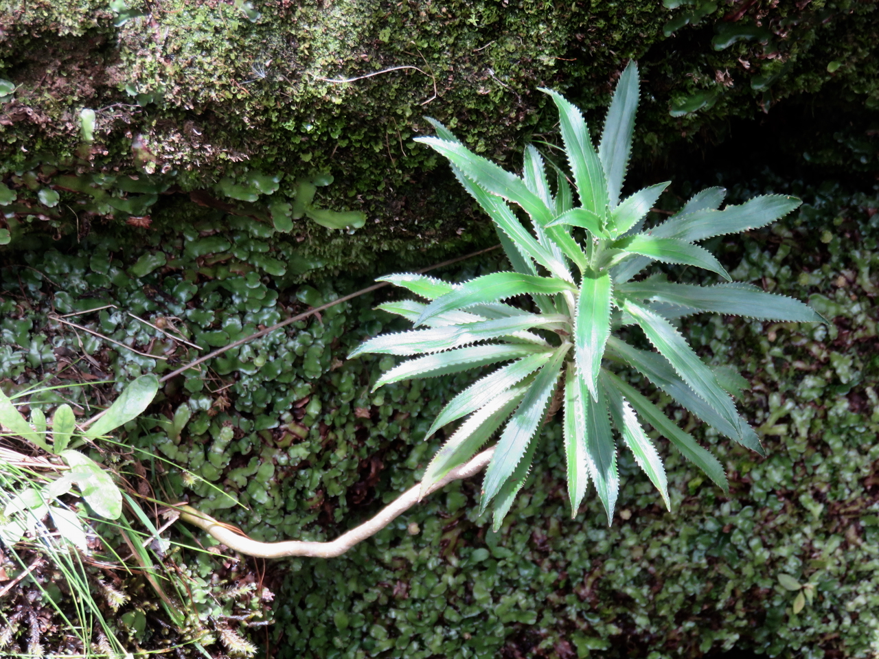 23. Heterochaenia ensifolia Campanulaceae ENDEMIQUE LA REUNION                        