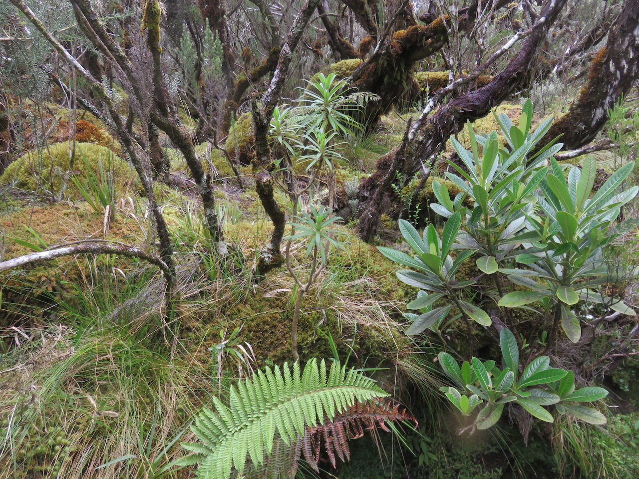 25. Heterochaenia ensifolia Campanulaceae ENDEMIQUE LA REUNION                         
