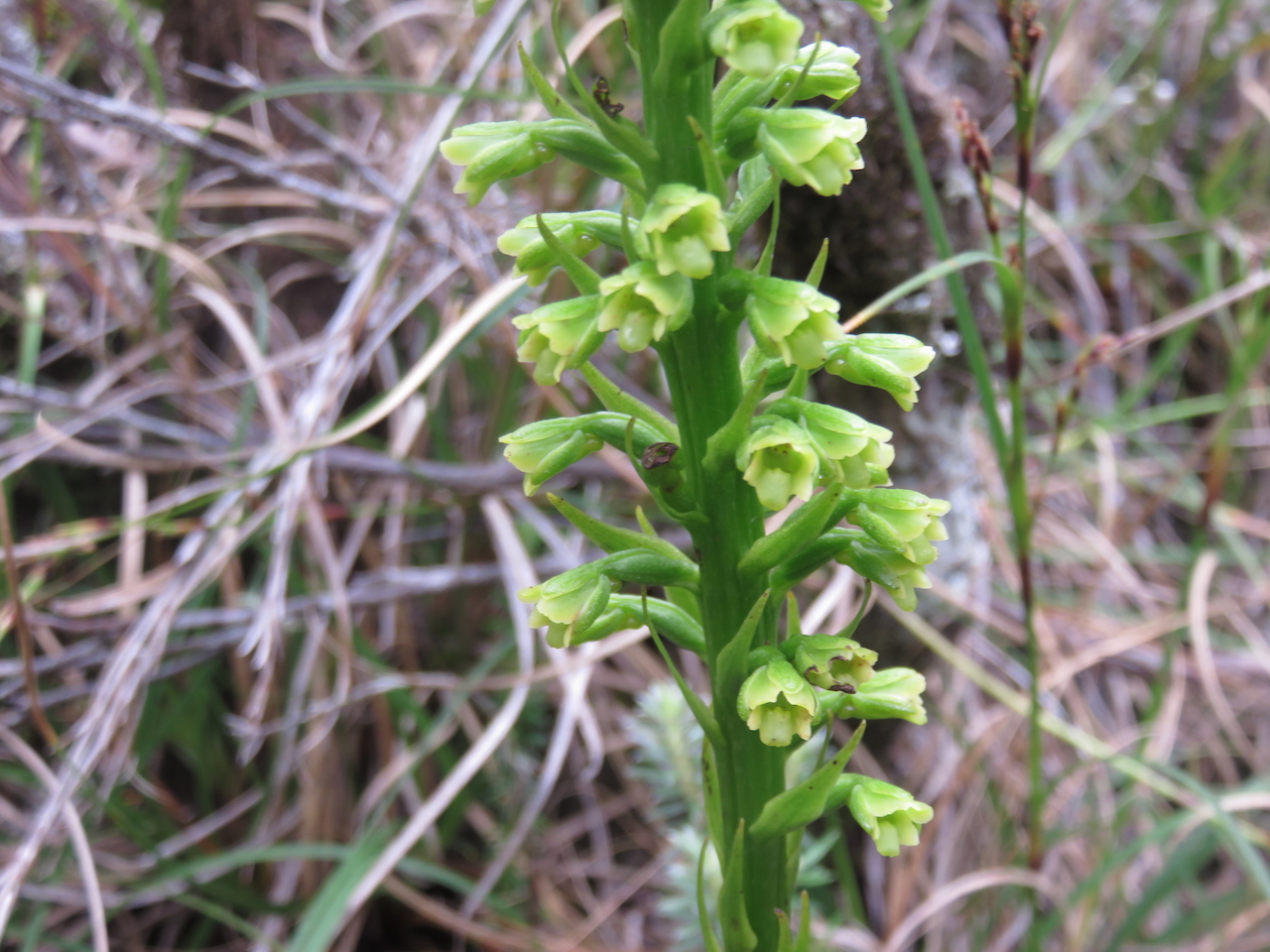 28. Inflorescence  Benthamia chlorantha Orchidaceae ENDEMIQUE LA REUNION, MAURICE