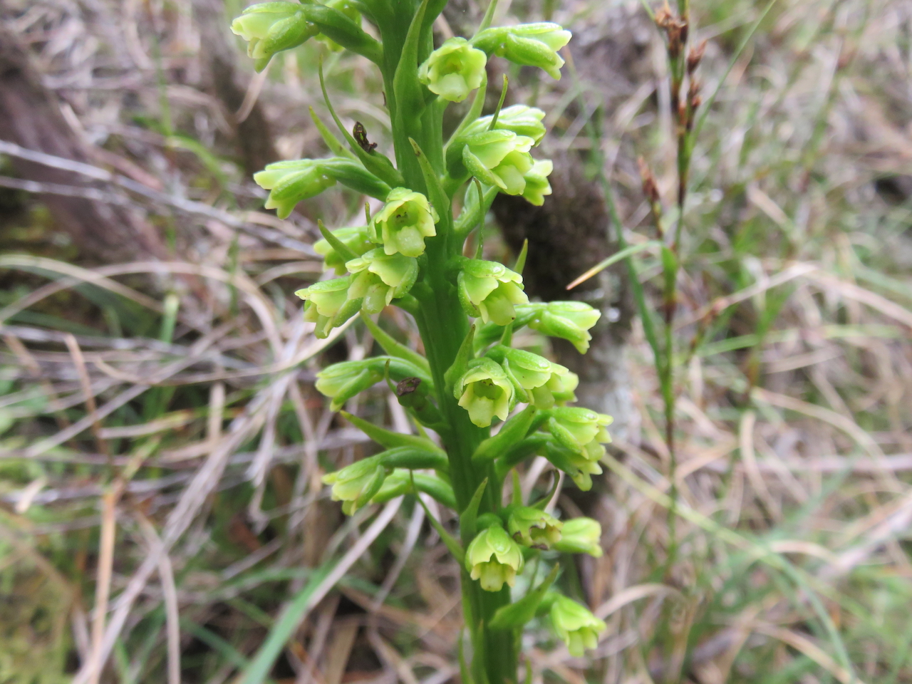29. Inflorescence  Benthamia chlorantha Orchidaceae ENDEMIQUE LA REUNION, MAURICE.                        