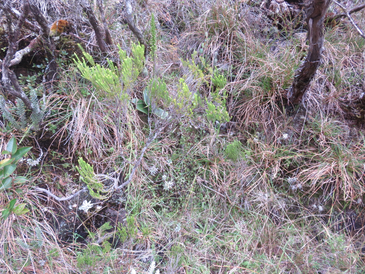 30. In situ  Benthamia chlorantha Orchidaceae ENDEMIQUE LA REUNION, MAURICE.                          