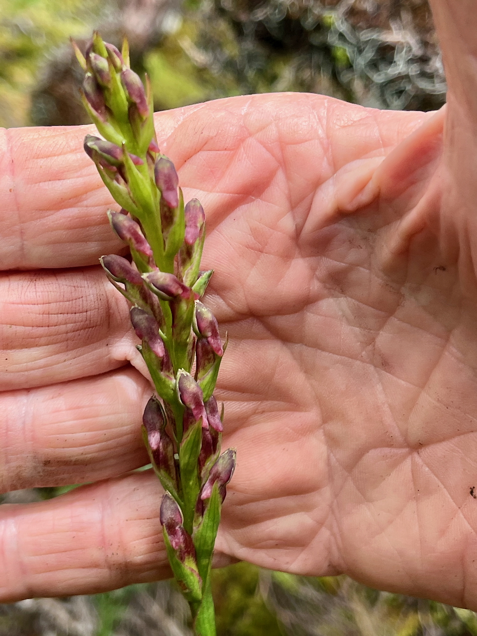 32. Hampe florale de Disa borbonica Orchidaceae ENDEMIQUE LA REUNION