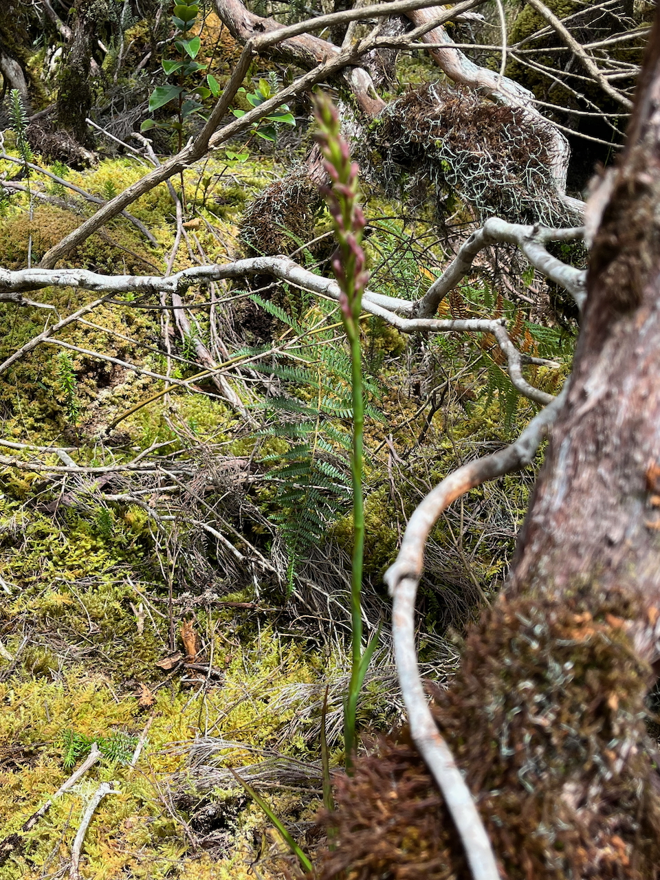 33. In situ Disa borbonica Orchidaceae ENDEMIQUE LA REUNION