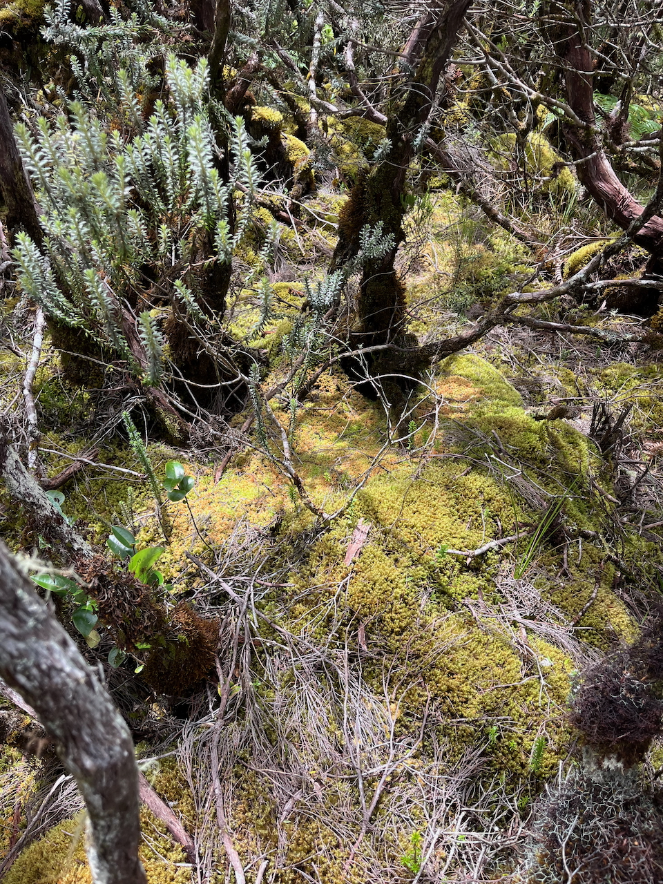 35. Habitat du Cynorkis coccinelloides Orchidaceae INDIGENE LA REUNION.