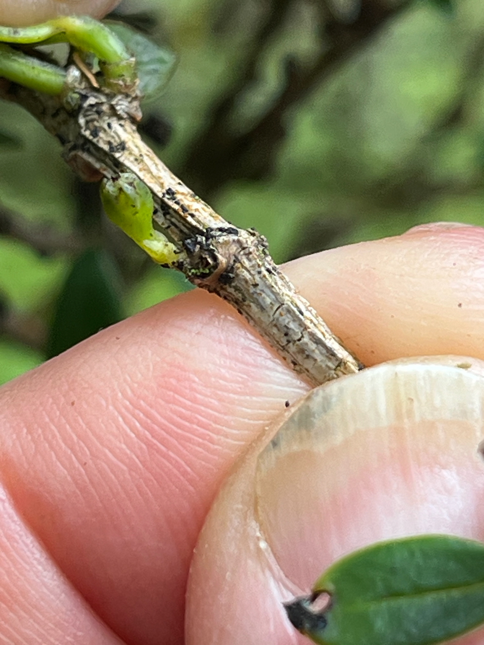 38. Fruit en formation de Geniostoma pedunculatum Petit bois de rat Loganiaceae ENDEMIQUE LA REUNION, MAURICE