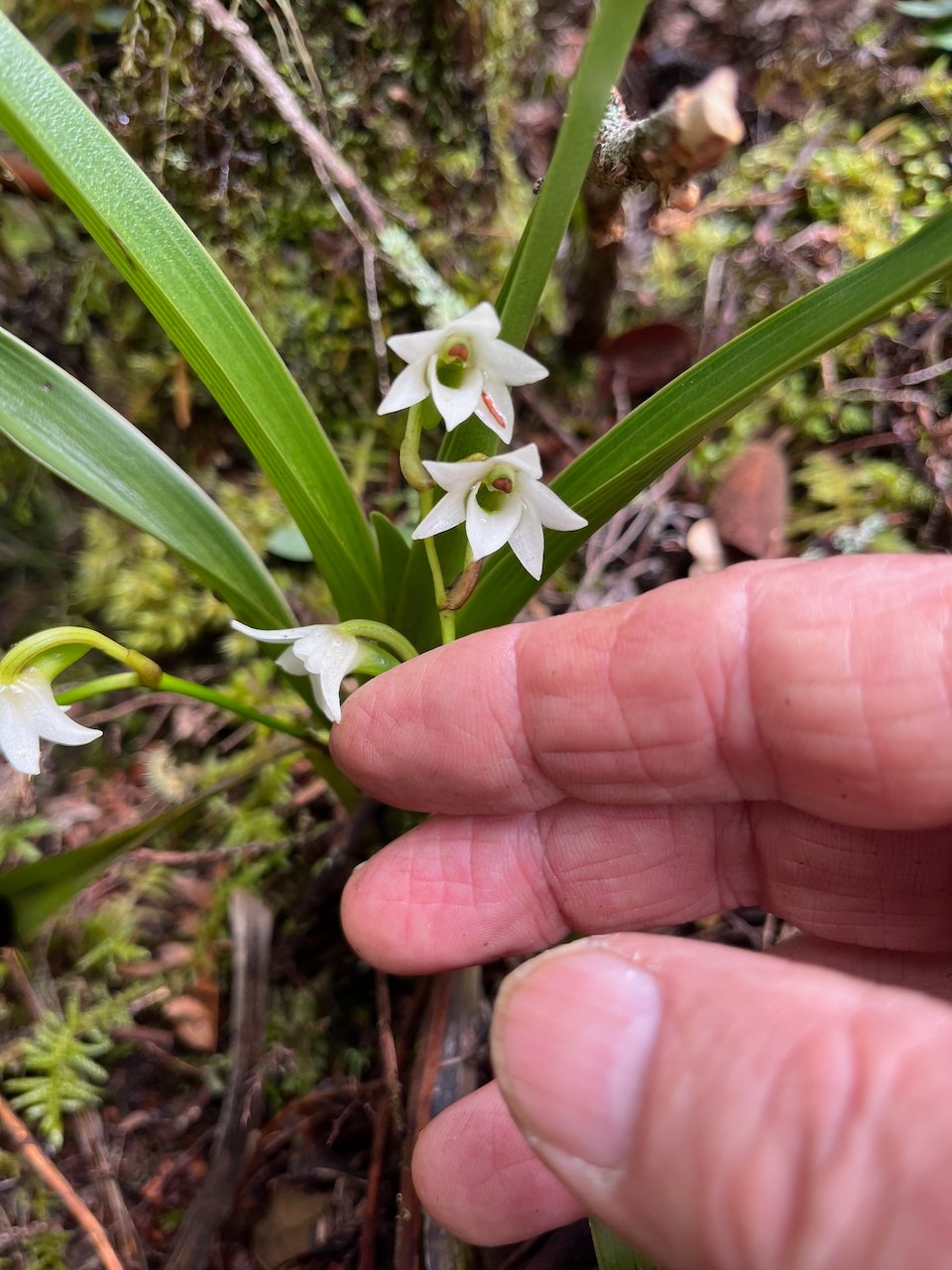 40. Angraecum striatum Orchidaceae ENDEMIQUE LA REUNION