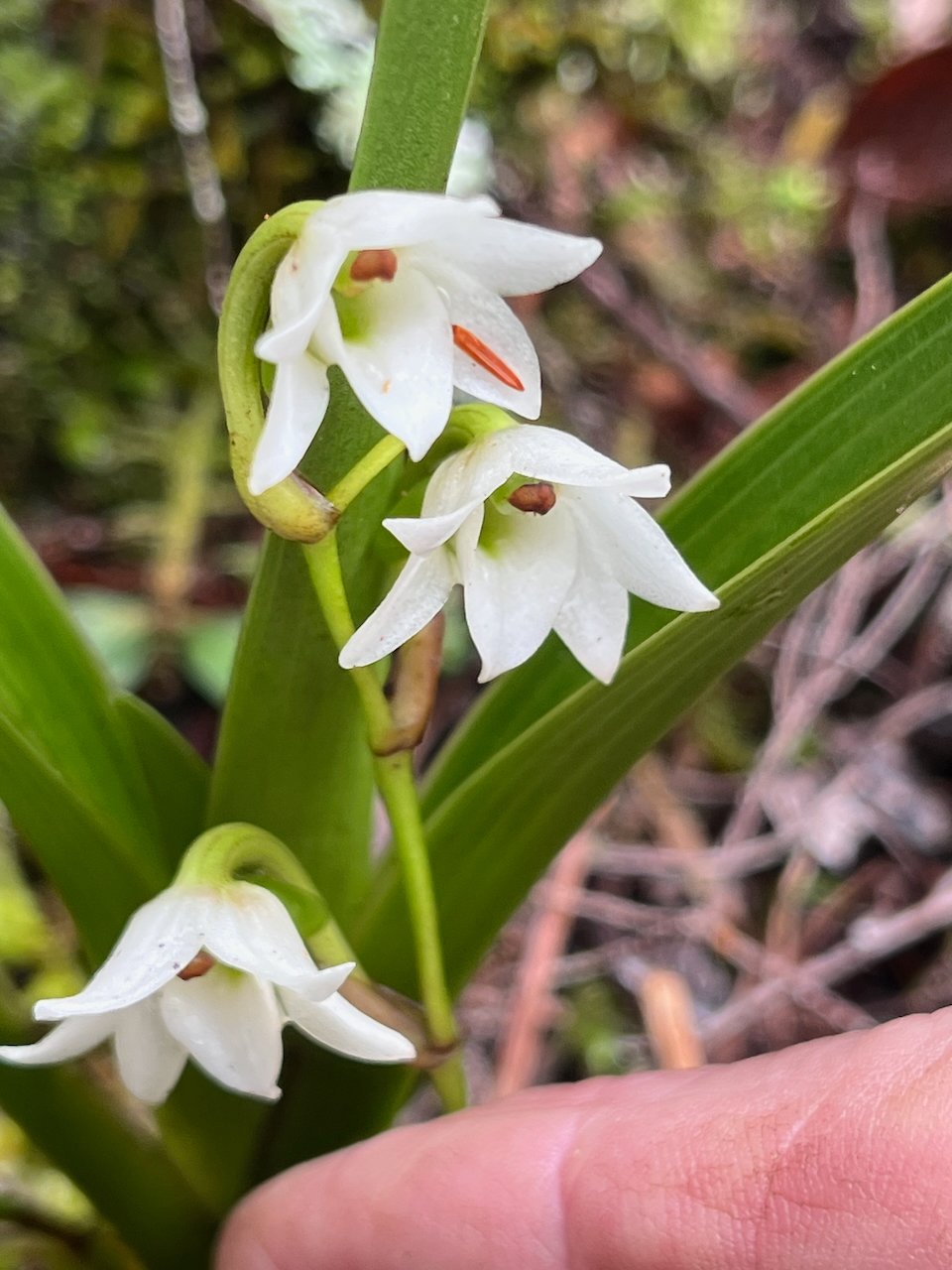 43.Angraecum striatum Orchidaceae ENDEMIQUE LA REUNION