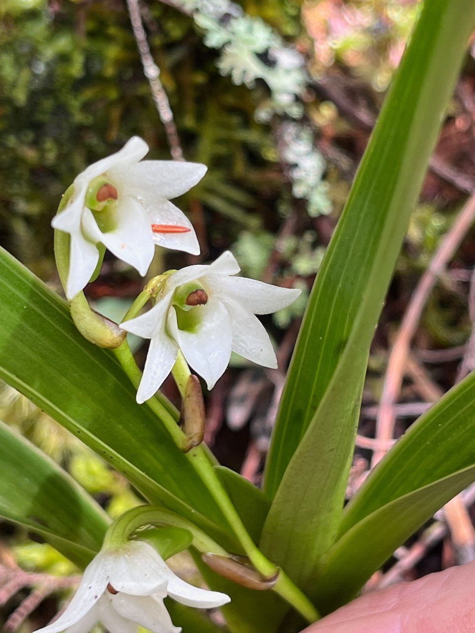 46. Angraecum striatum Orchidaceae ENDEMIQUE LA REUNION