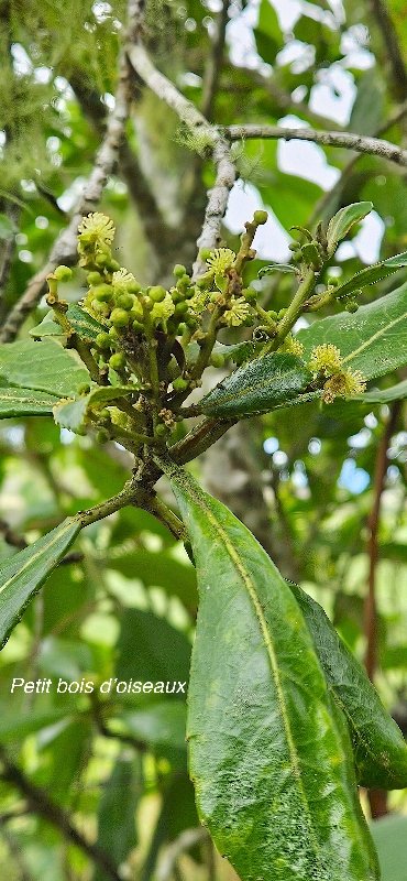 1 Claoxylon parviflorum Petit bois D oiseaux Euphorbiaceae ENDEMIQUE MASCAREIGNES