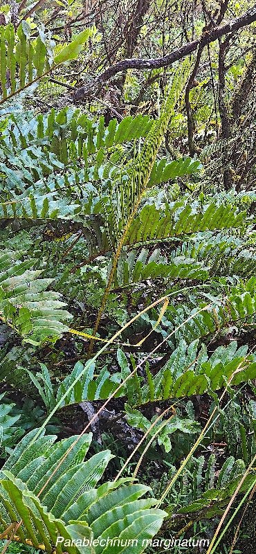 10 Parablechnum marginatum Blechnaceae ENDEMIQUE LA REUNION