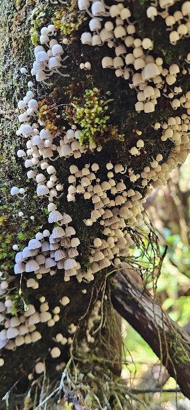 11 Coprinellus disseminatus Coprin DISSEMINE Psathyrellaceae