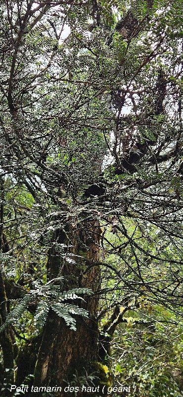 12 Sophora denudata Petit tamarin des hauts Fabaceae ENDEMIQUE LA REUNION