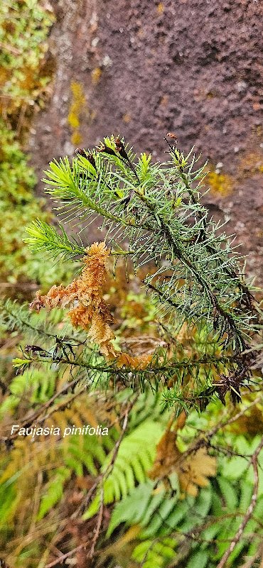13 Faujasia pinifolia Asteraceae ENDEMIQUE LA REUNION