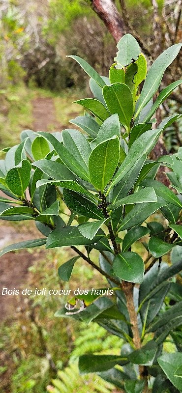 14 Pittosporum senacia subsp reticulatum Bois de joli coeur des hauts Pittosporaceae ENDEMIQUE LA REUNION