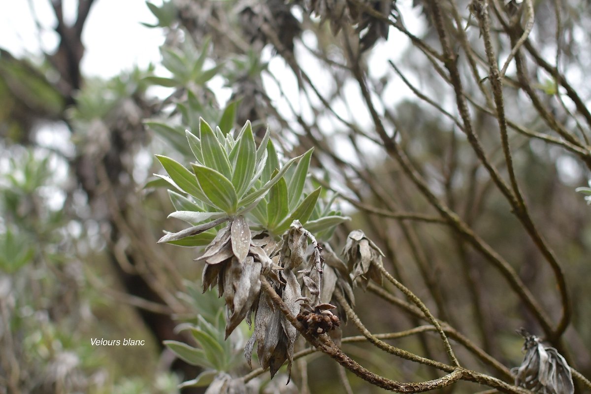 15 Helichrysum heliotropifolium Velours blanc Asteraceae ENDÉMIQUE LA RÉUNION