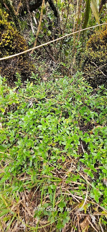 16 Geniostoma pedunculatum Petit bois de rat Loganiaceae ENDEMIQUE LA REUNION, MAURICE 