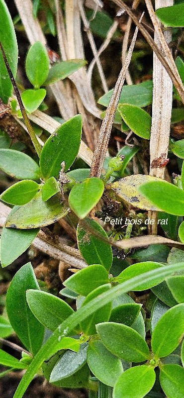 17 Geniostoma pedunculatum Petit bois de rat Loganiaceae ENDEMIQUE LA REUNION, MAURICE