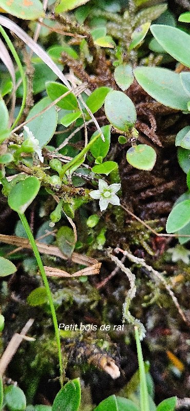 18 Geniostoma pedunculatum Petit bois de rat Loganiaceae ENDEMIQUE LA REUNION, MAURICE