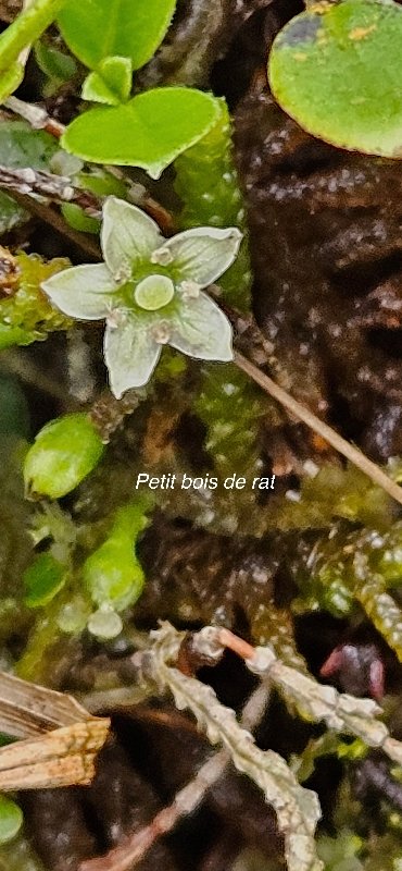 19 Geniostoma pedunculatum Petit bois de rat Loganiaceae ENDEMIQUE LA REUNION, MAURICE