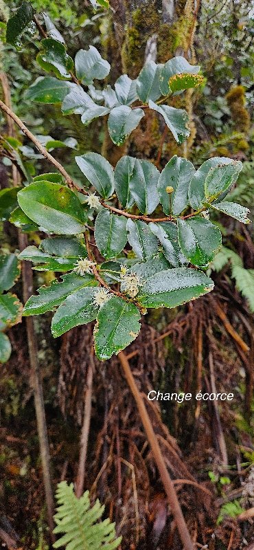 2 Aphloia theiformis Change ECORCE Aphloiaceae INDIGENE LA REUNION