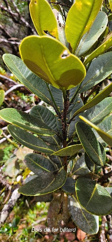 20 Sideroxylon borbonicum Bois de fer BATARD  Sapotaceae ENDEMIQUE LA REUNION 