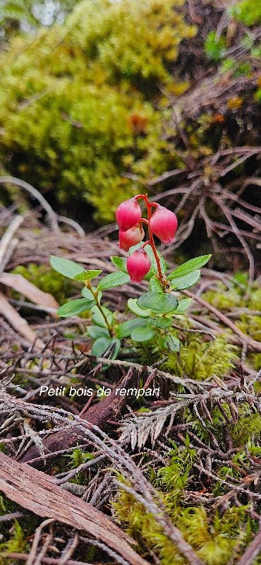 21 Agarista buxifolia Petit bois de rempart Ericaceae INDIGENE LA REUNION