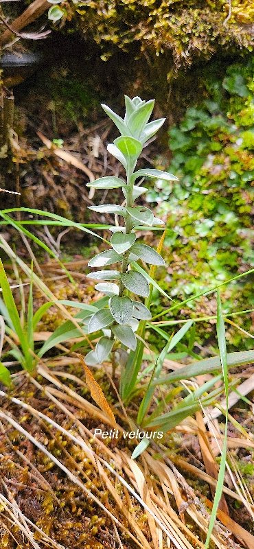 22 Psadia argentea Petit velours Asteraceae ENDEMIQUE LA REUNION 