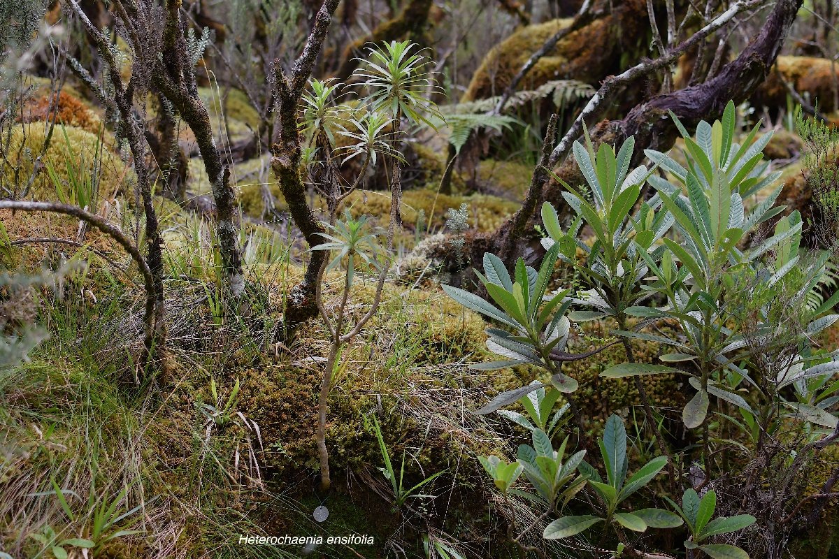 23 Heterochaenia ensifolia Campanulaceae ENDEMIQUE LA REUNION