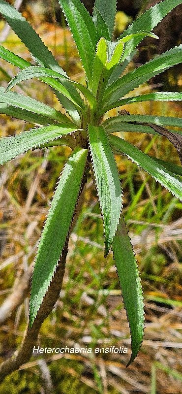24 Heterochaenia ensifolia Campanulaceae ENDEMIQUE LA REUNION 