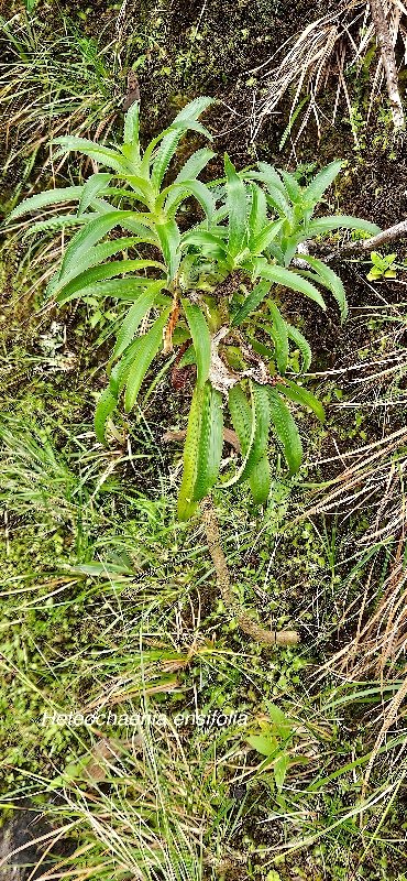 25 Heterochaenia ensifolia Campanulaceae ENDEMIQUE LA REUNION