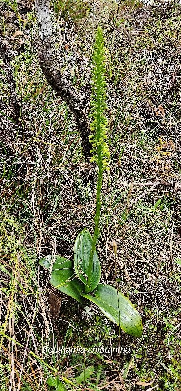 26 Benthamia chlorantha Orchidaceae ENDEMIQUE LA REUNION, MAURICE