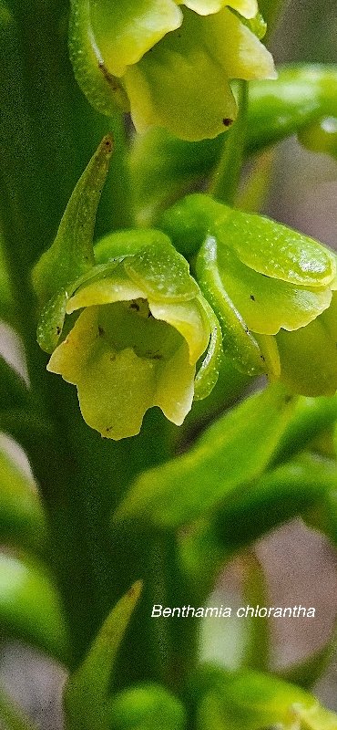 27 Benthamia chlorantha Orchidaceae ENDEMIQUE LA REUNION, MAURICE