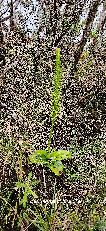 28 Benthamia chlorantha Orchidaceae ENDEMIQUE LA REUNION, MAURICE 