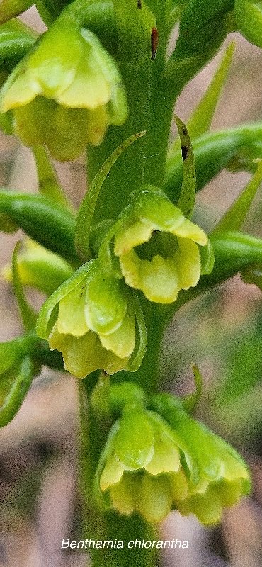 29 Benthamia chlorantha Orchidaceae ENDEMIQUE LA REUNION, MAURICE