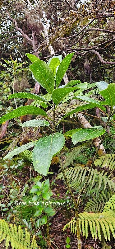3 Claoxylon glandulosum Gros bois D oiseaux Euphorbiaceae ENDEMIQUE LA REUNION 