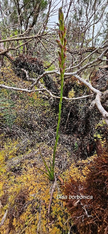 30 Disa borbonica Orchidaceae ENDEMIQUE LA REUNION