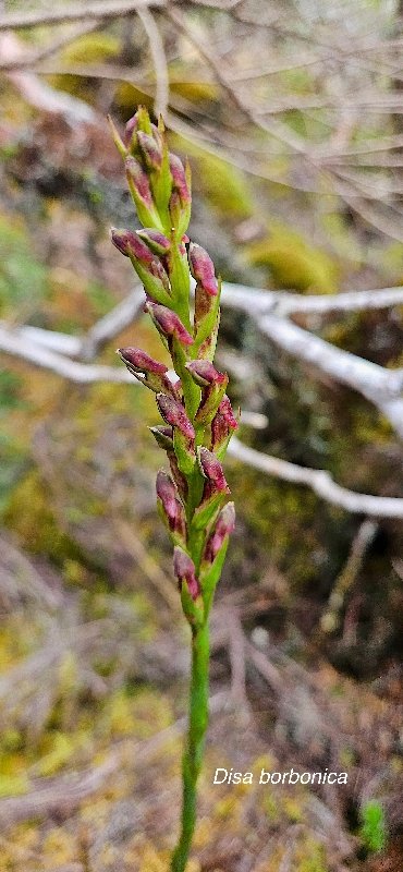 31 Disa borbonica Orchidaceae ENDEMIQUE LA REUNION