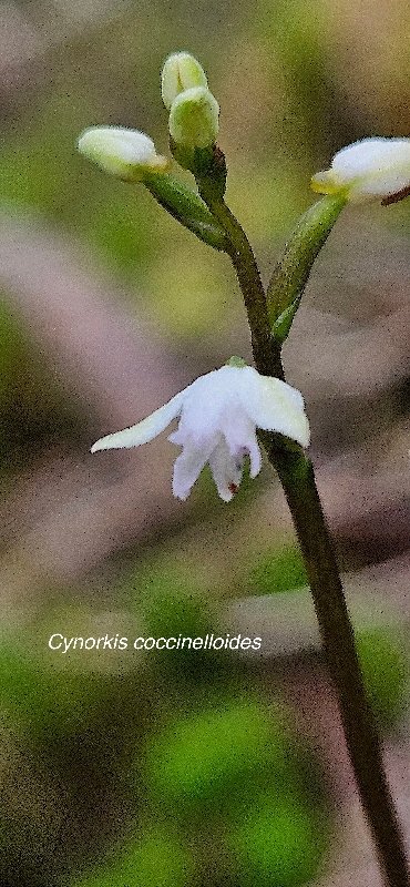 32 Cynorkis coccinelloides Orchidaceae INDIGENE LA REUNION