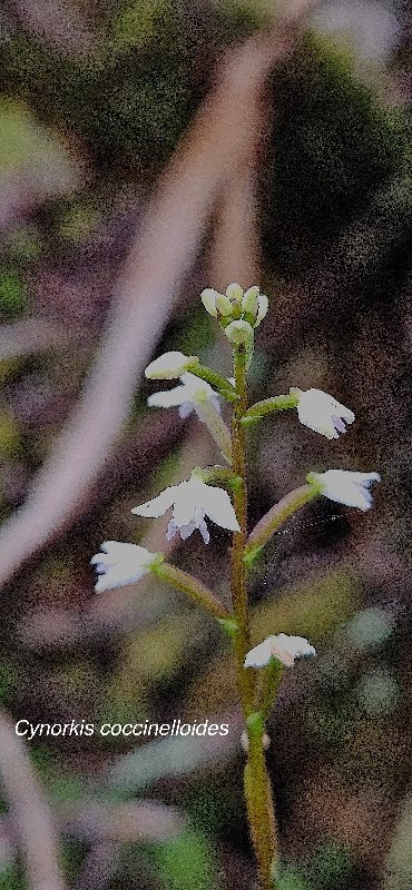 33 Cynorkis coccinelloides Orchidaceae INDIGENE LA REUNION